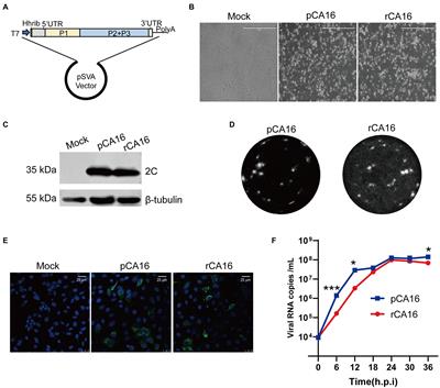The development and characterization of a stable Coxsackievirus A16 infectious clone with Nanoluc reporter gene